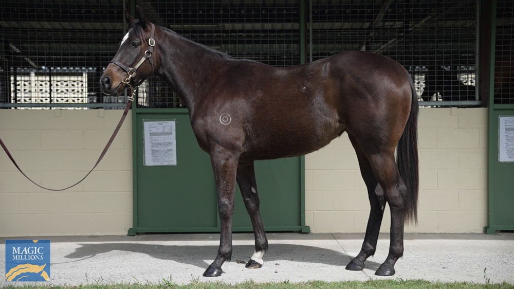 Vancouver (AUS) / Campagna (AUS) 2020 Filly - Image 1