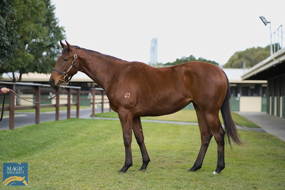 Winning Rupert (AUS) / Demanding Queen (AUS) 2020 Filly - Image 1