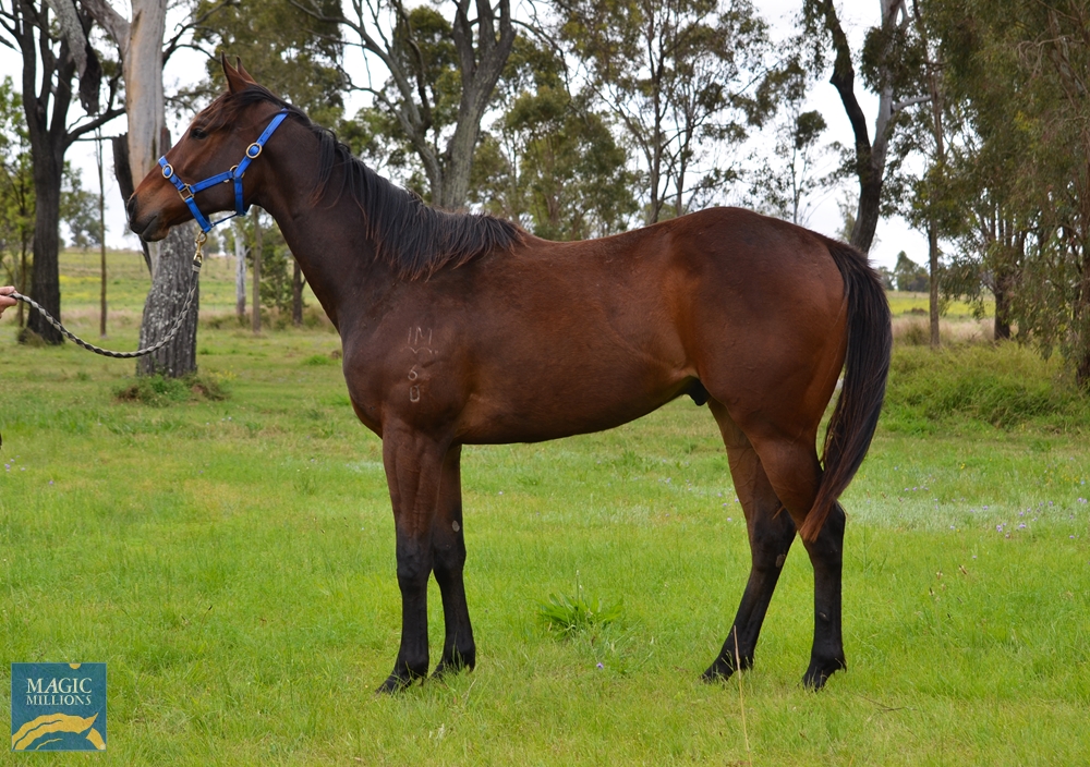 Goodonya (AUS) - Image 1