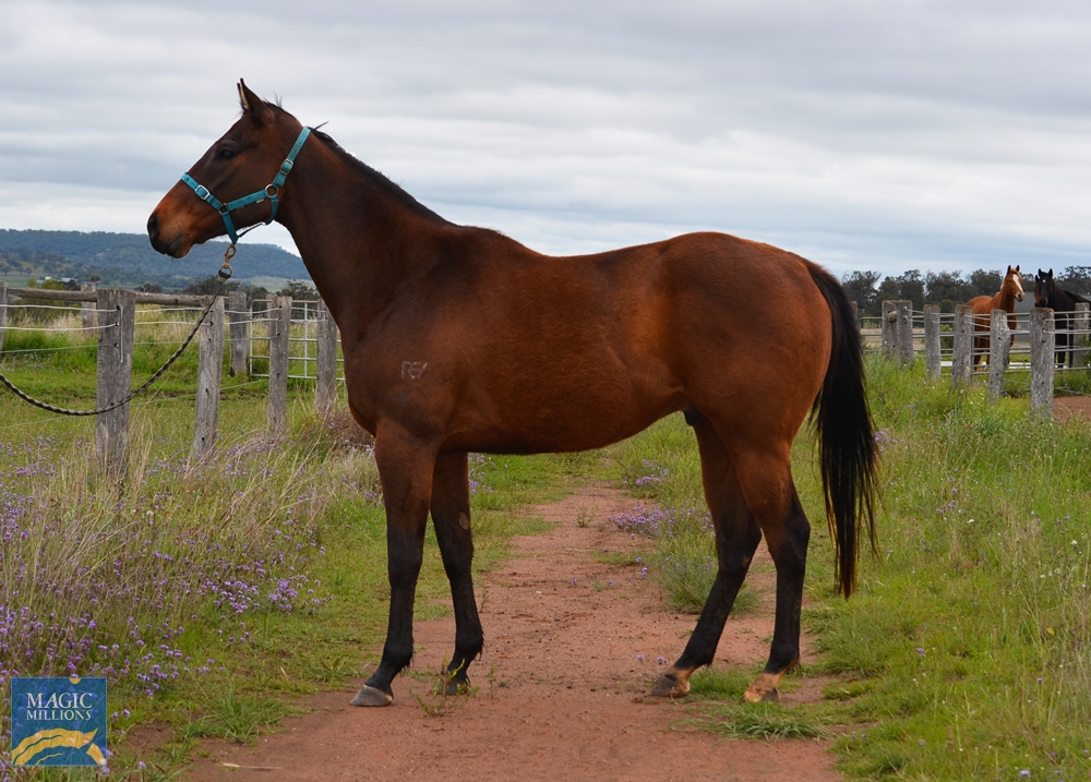 Gundaroo (AUS) - Image 2