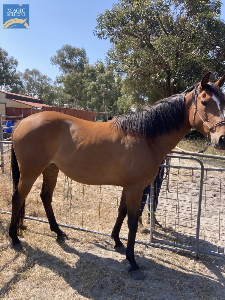 Alfred's Forecast (AUS) - Image 1