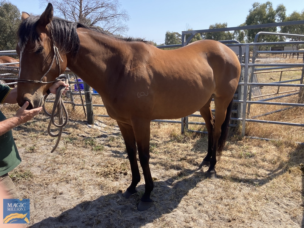 Alfred's Forecast (AUS) - Image 2