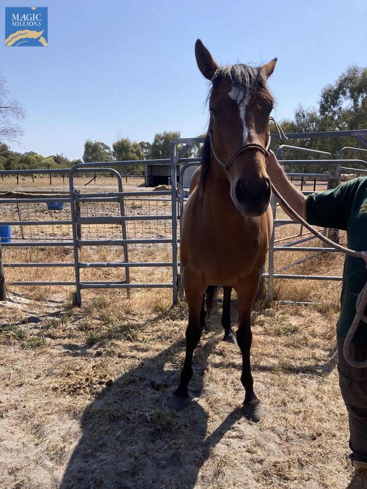 Alfred's Forecast (AUS) - Image 3