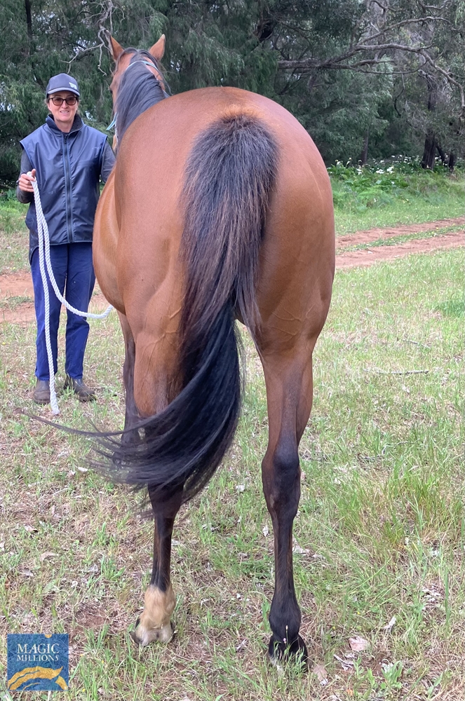 Rubic Rose (AUS) - Image 2