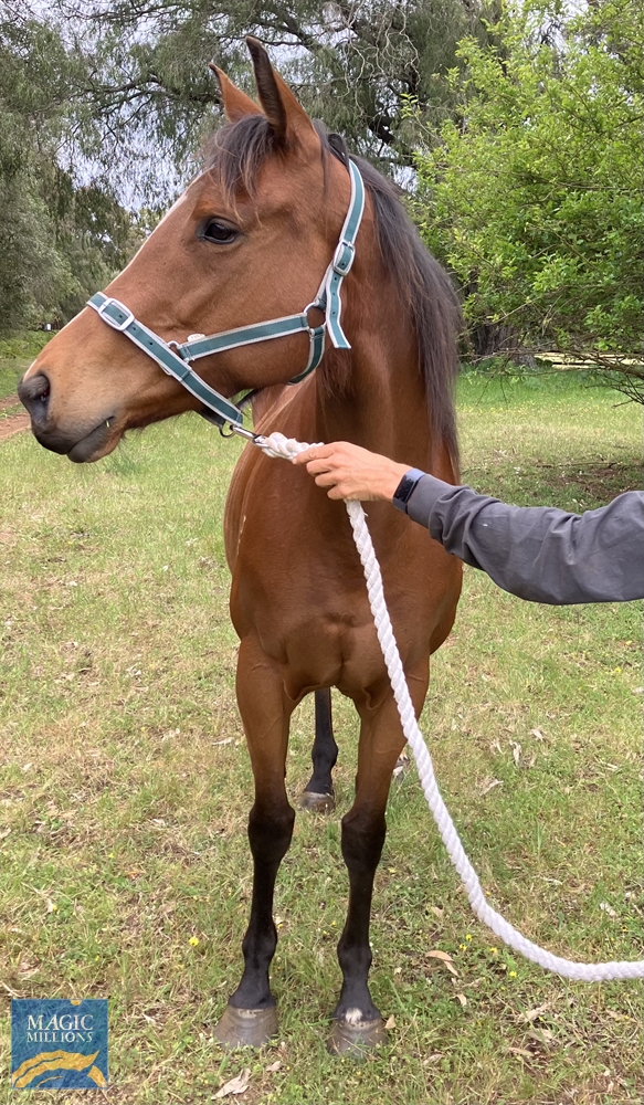 Rubic Rose (AUS) - Image 3