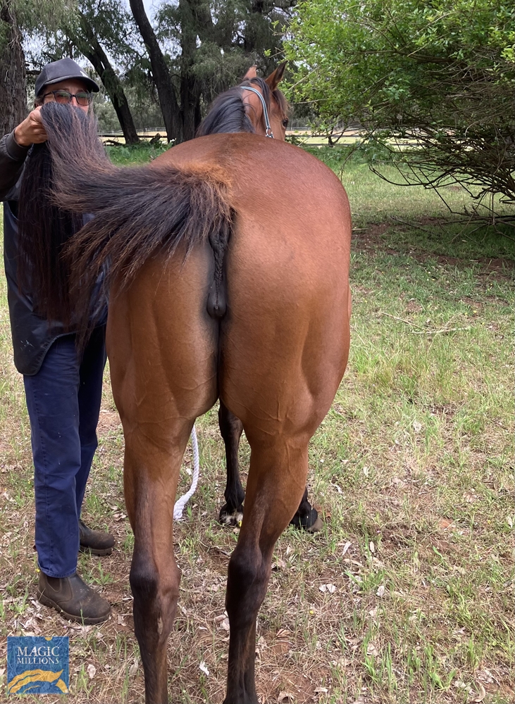 Rubic Rose (AUS) - Image 5