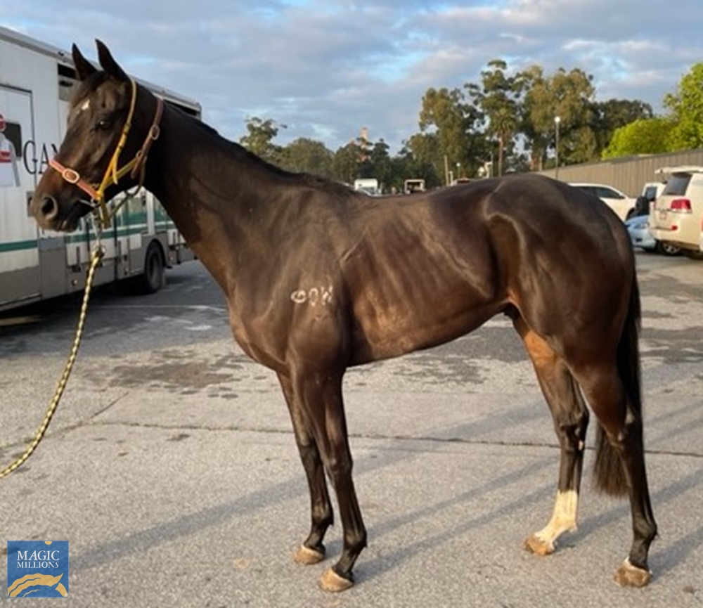 Duratime (AUS) - Image 1