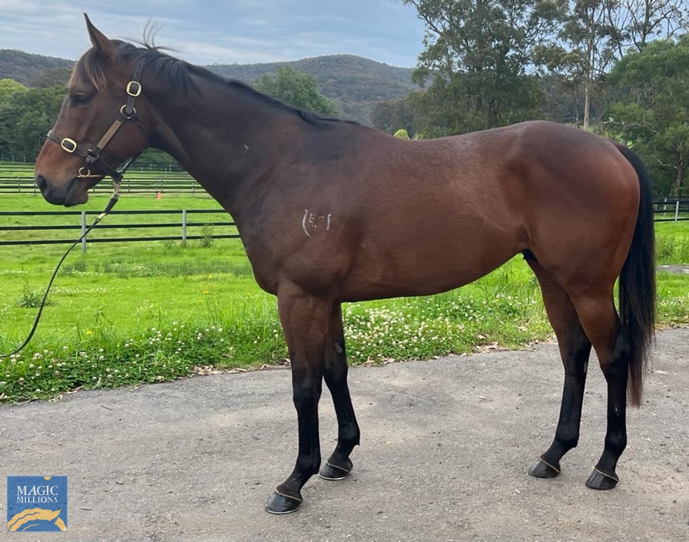 Shaggy Boy (AUS) - Image 1