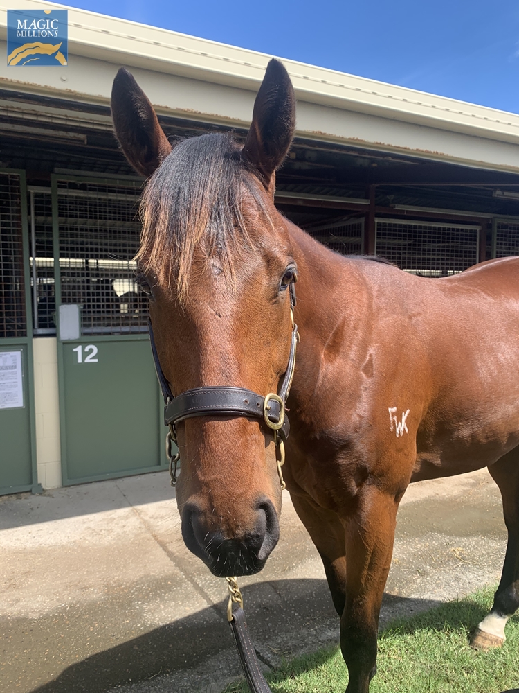 Lumens Lenny (AUS) - Image 1