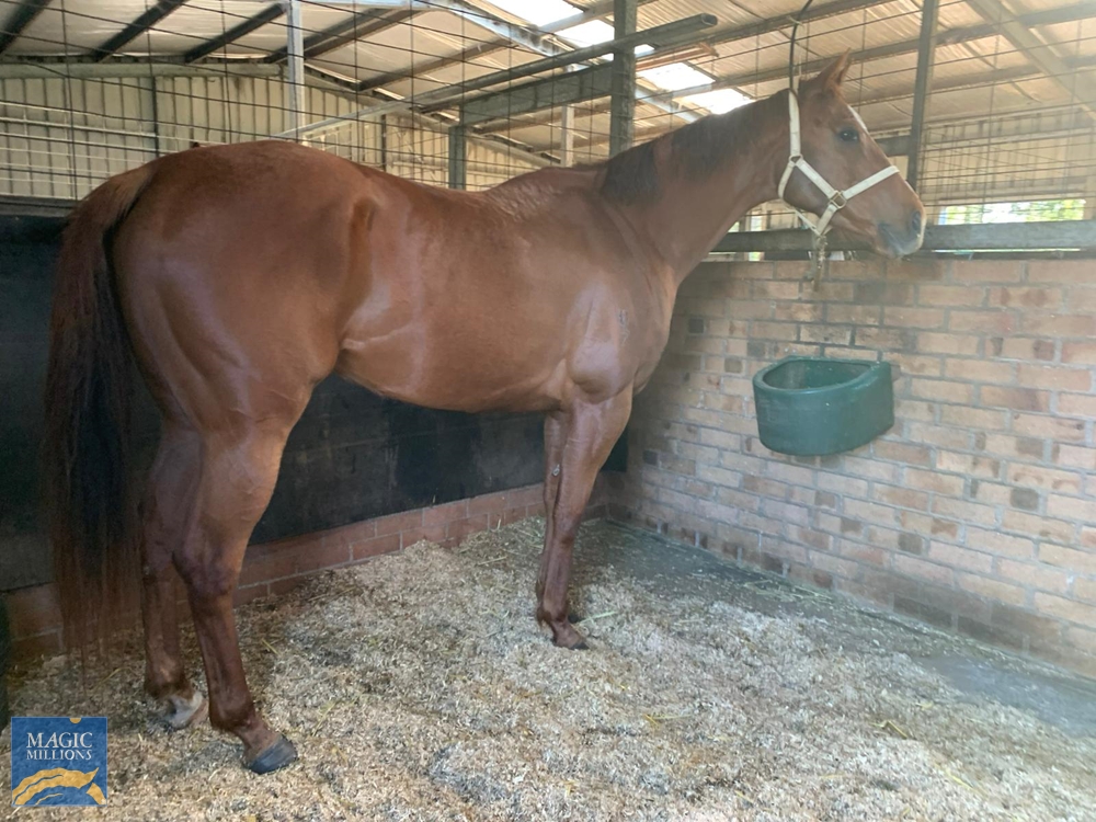 Lai See (AUS) - Image 2