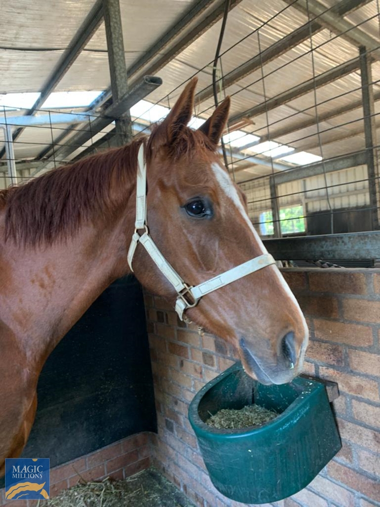 Lai See (AUS) - Image 3