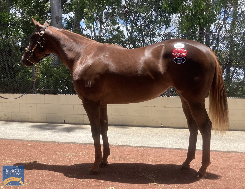 Perovskaya (AUS) - Image 1