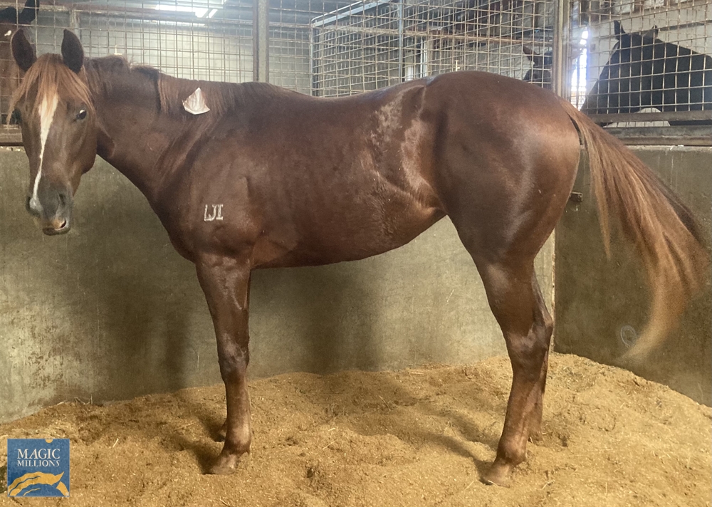 Perovskaya (AUS) - Image 3