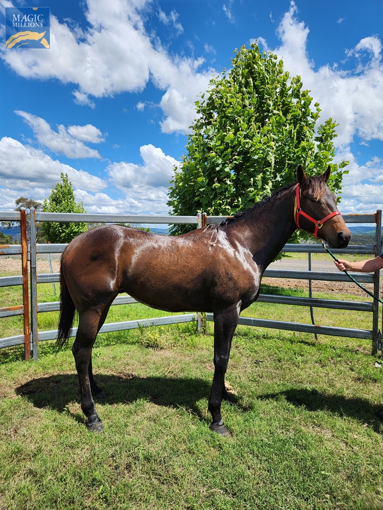 General Fox (AUS) - Image 1