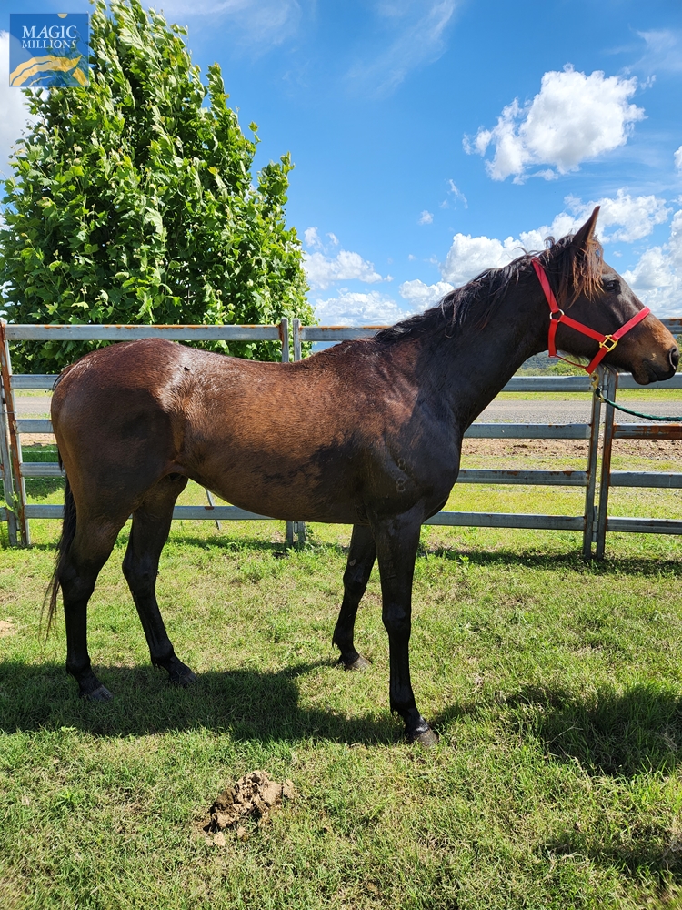 Manhattan Rebel (AUS) - Image 1