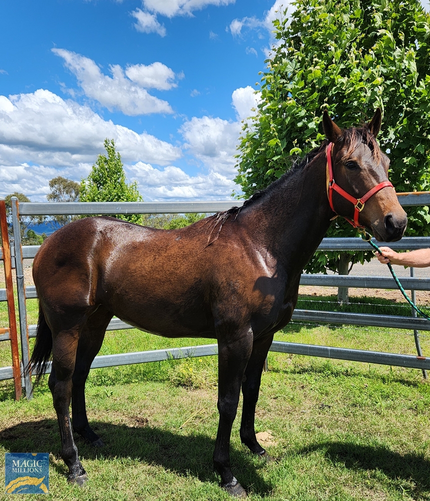 General Fox (AUS) - Image 2