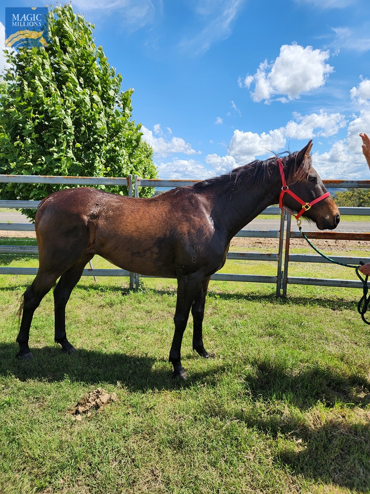 Manhattan Rebel (AUS) - Image 2