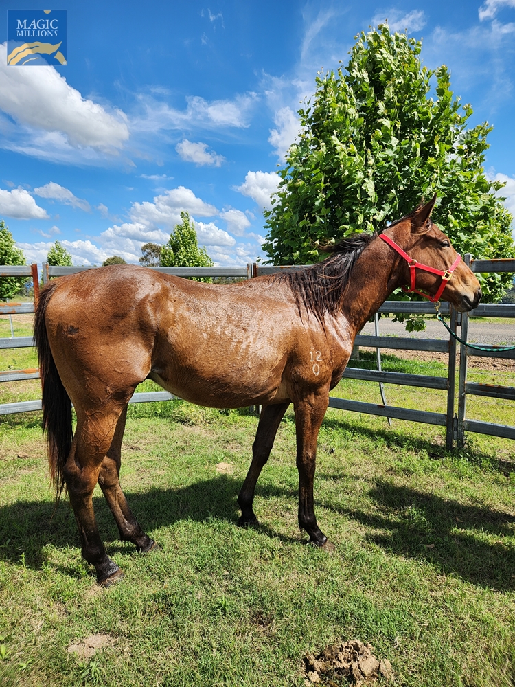 Star Witness (AUS) / Velvet Cushion (AUS) 2020 Colt - Image 1