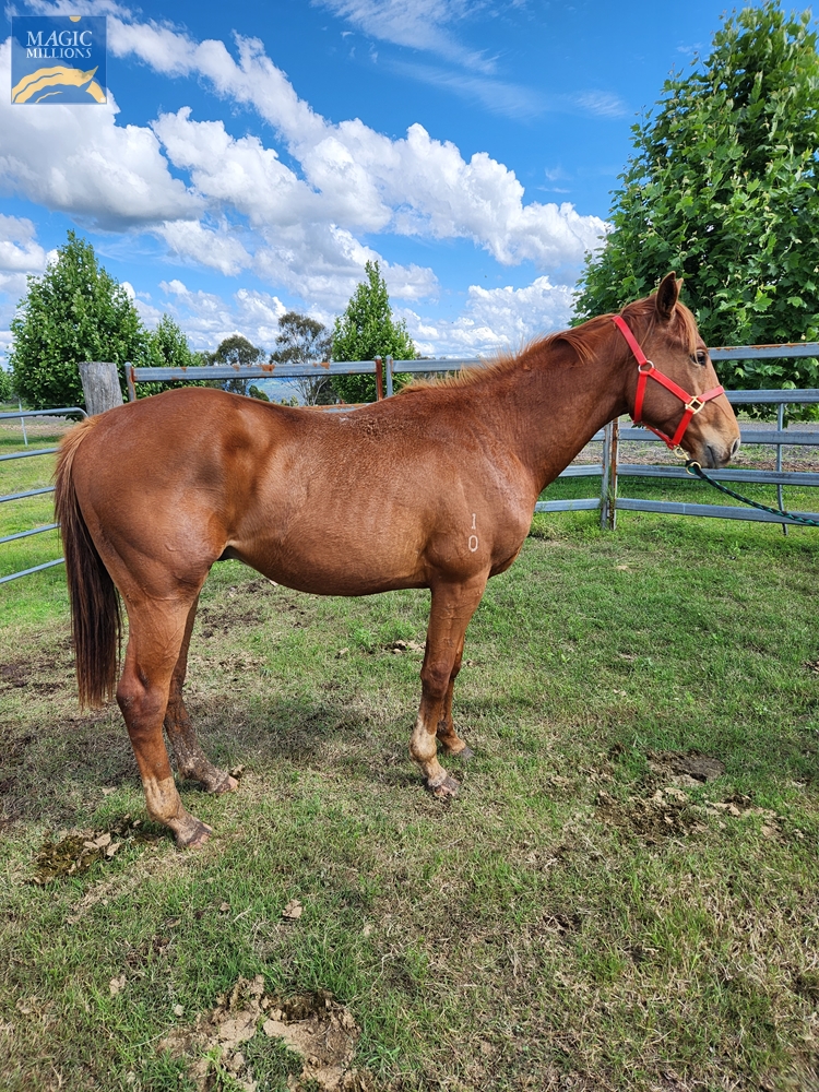 The Mission (AUS) / Pauline de Lago (AUS) 2020 Colt - Image 1