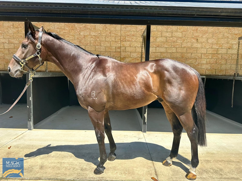 Bulsara (AUS) - Image 1