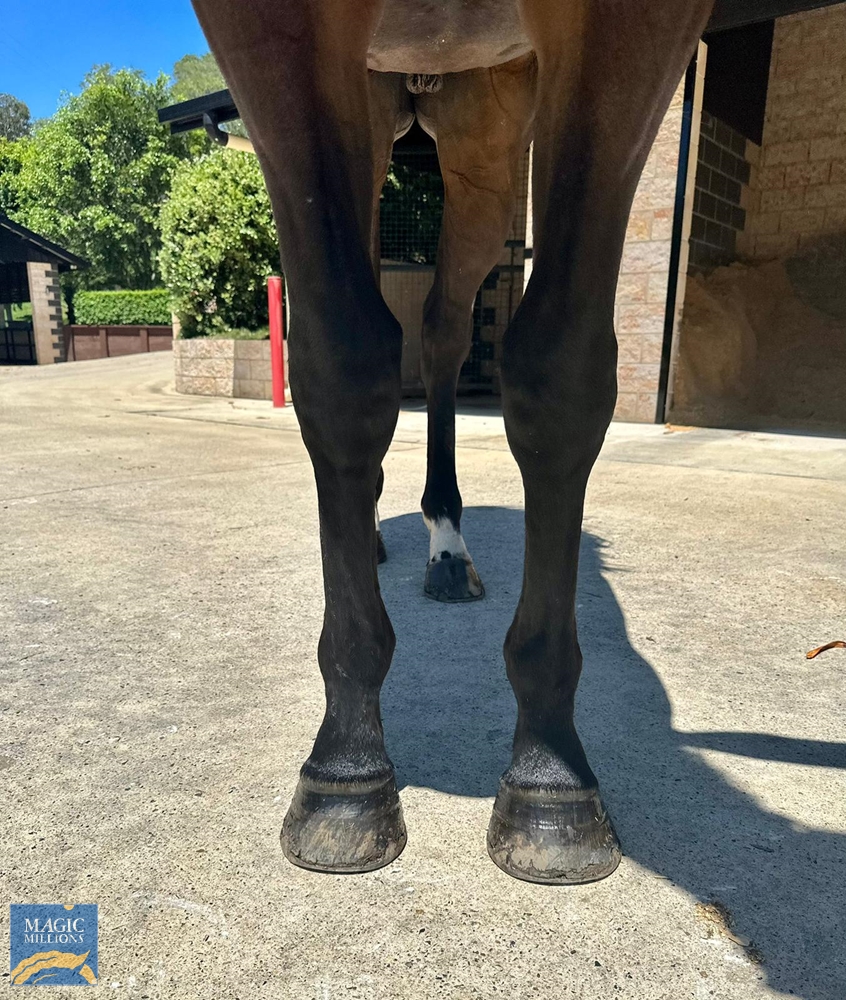 Bulsara (AUS) - Image 2