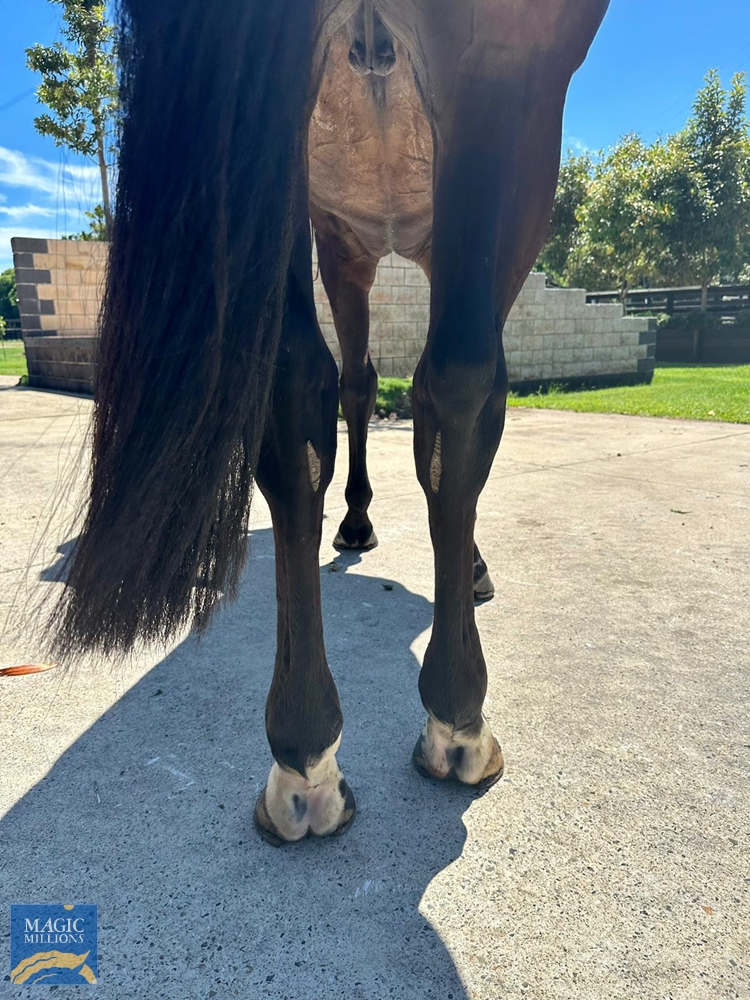 Bulsara (AUS) - Image 3