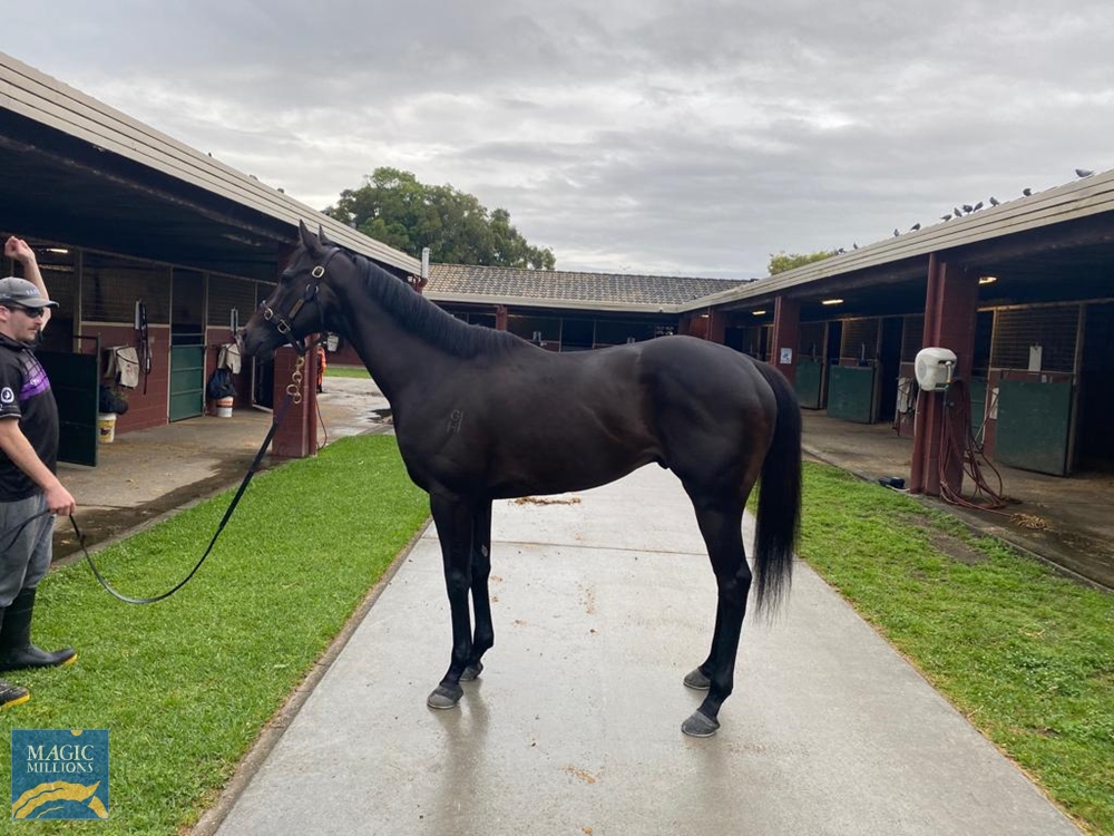 Grenado (NZ) - Image 1