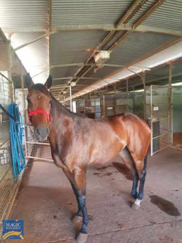 Heroic Valour (AUS) / Seesawing (AUS) 2019 Filly - Image 1