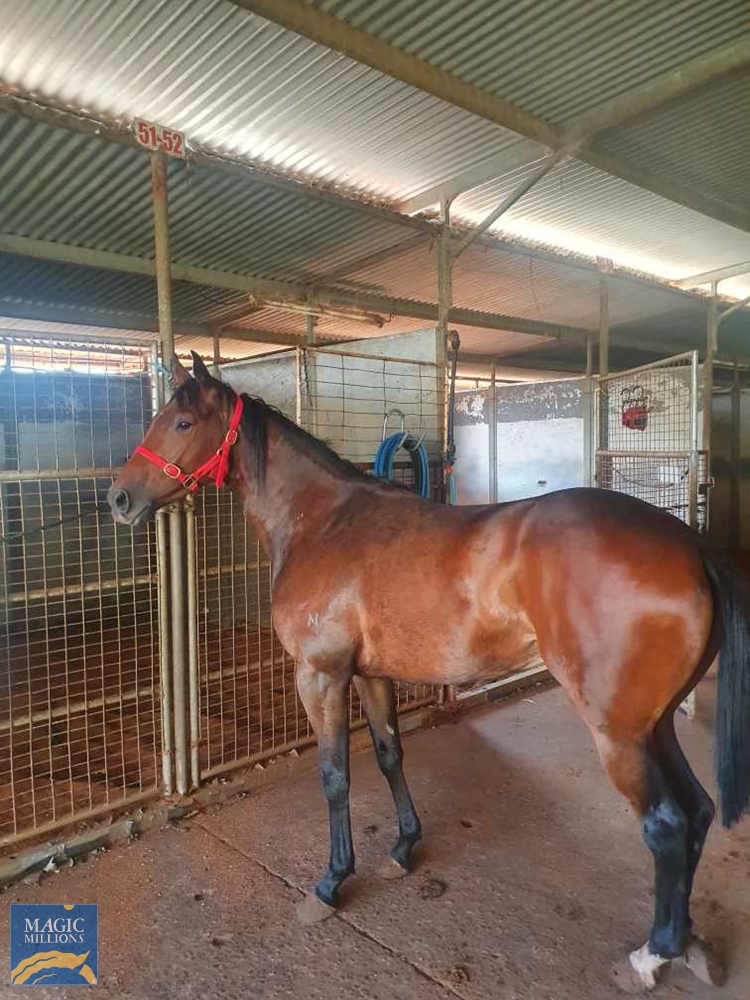 Heroic Valour (AUS) / Seesawing (AUS) 2019 Filly - Image 2