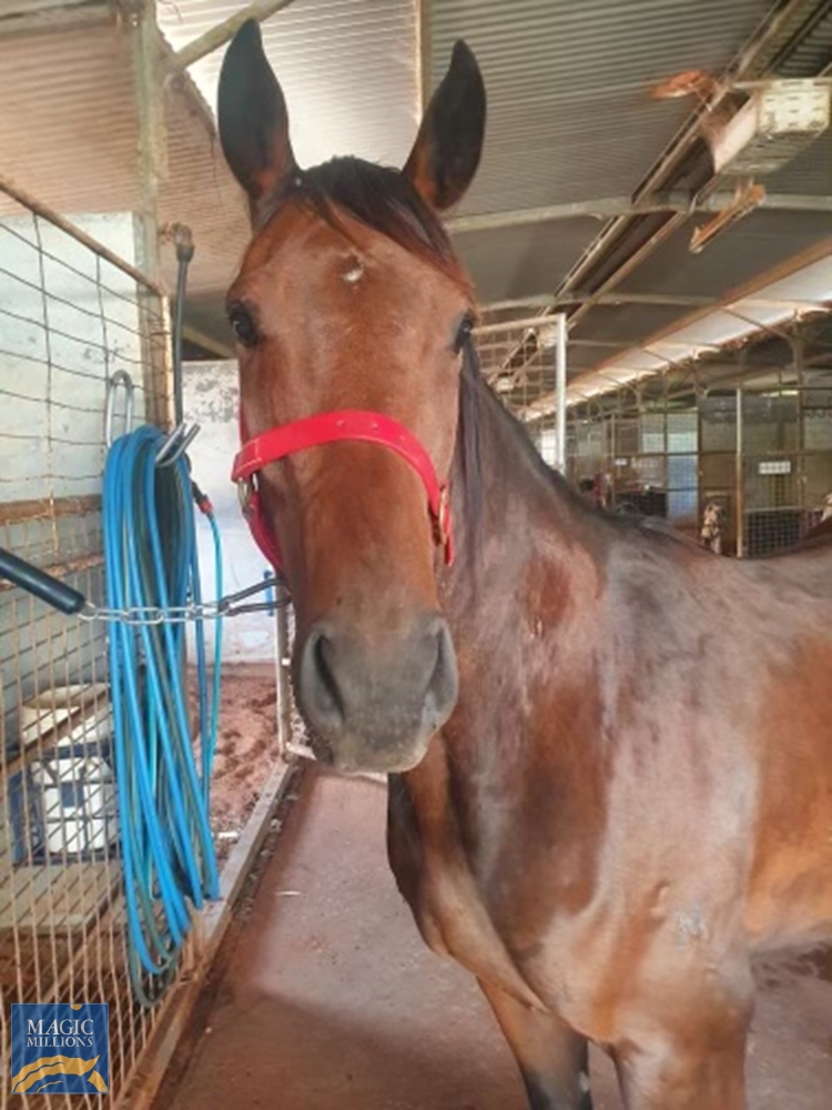 Heroic Valour (AUS) / Seesawing (AUS) 2019 Filly - Image 3