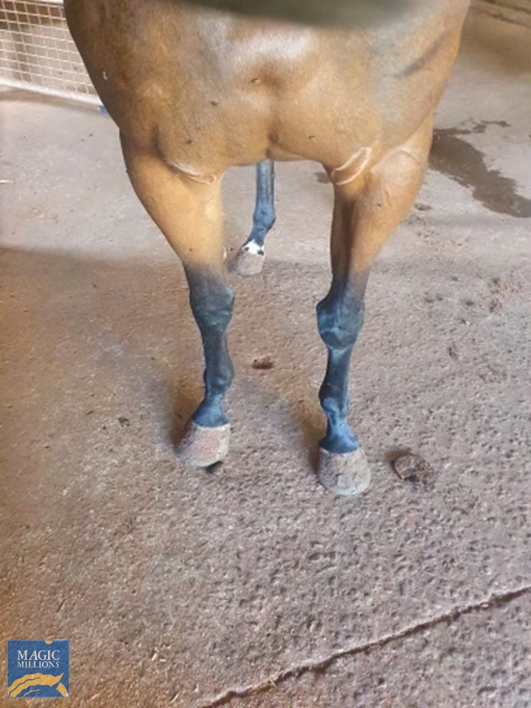 Heroic Valour (AUS) / Seesawing (AUS) 2019 Filly - Image 4