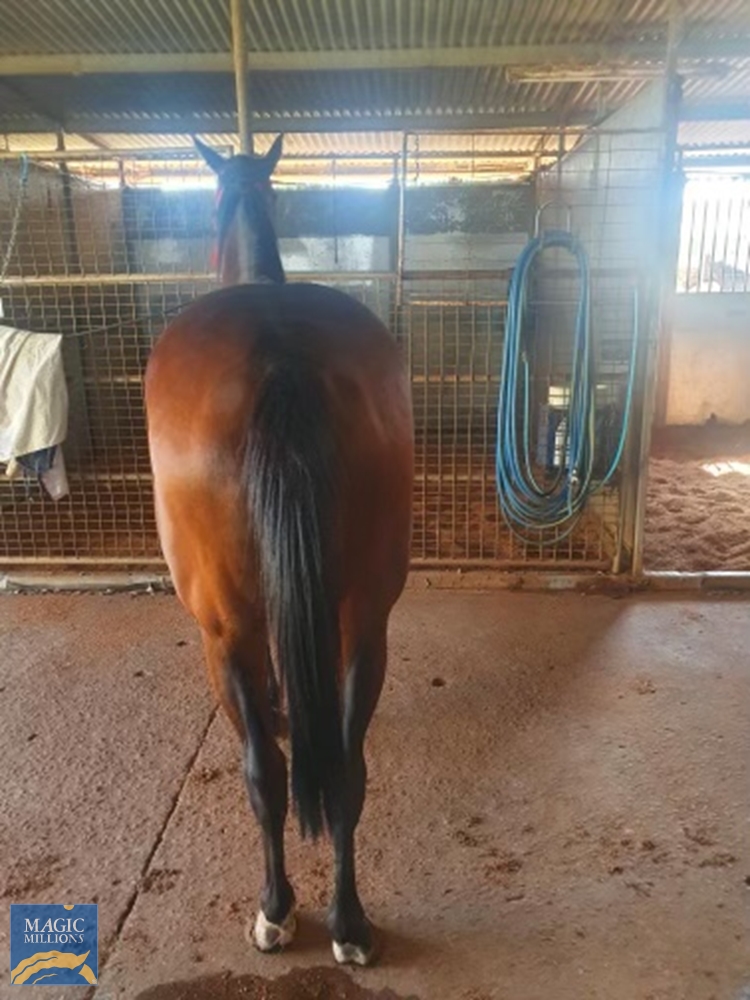 Heroic Valour (AUS) / Seesawing (AUS) 2019 Filly - Image 5