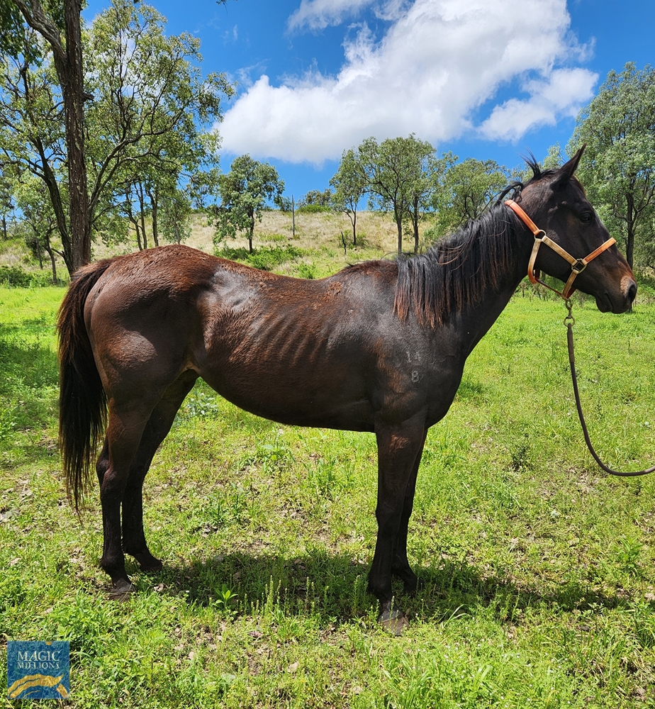 Here to Give (AUS) - Image 1