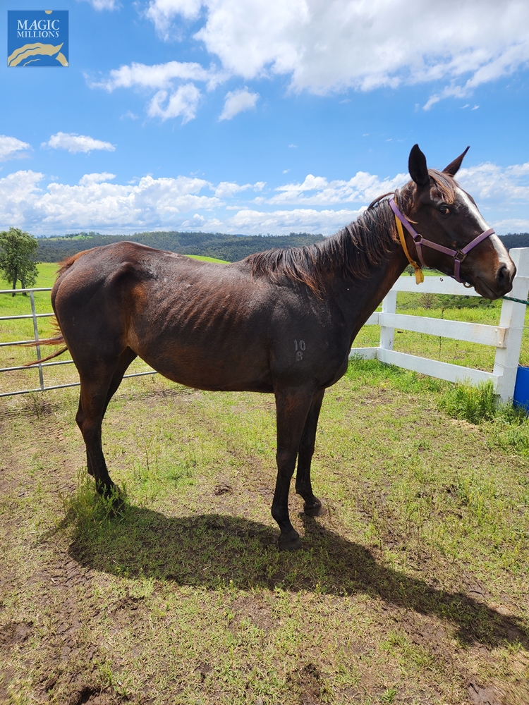 About Town Girl (AUS) - Image 1