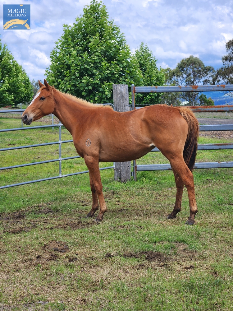Kobayashi (AUS) / Dehere I Am (AUS) 2020 Filly - Image 1