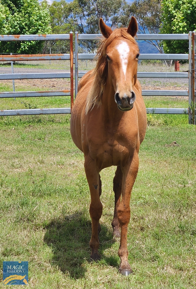 Kobayashi (AUS) / Dehere I Am (AUS) 2020 Filly - Image 2