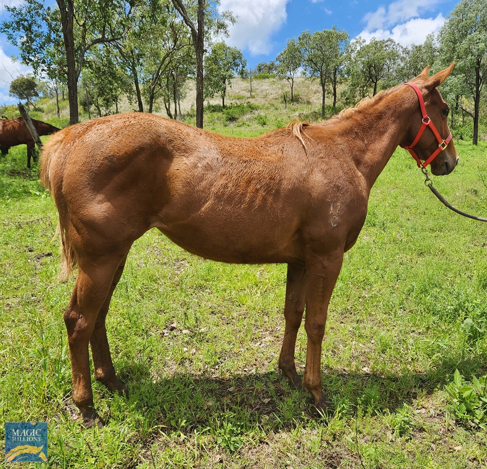 Nicconi (AUS) / Seahampton (AUS) 2020 Filly - Image 1