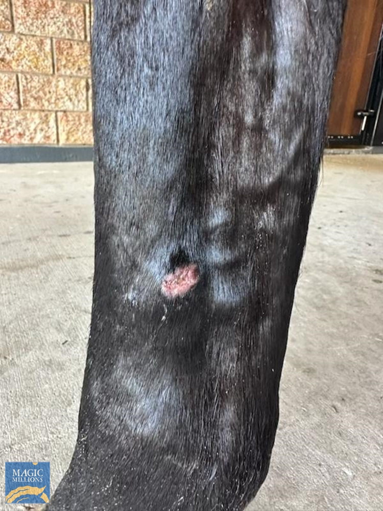 Bulsara (AUS) - Image 1