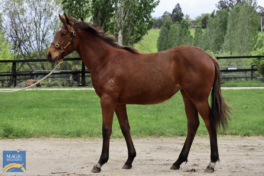 Kermadec (NZ) / More Than a Rose (AUS) 2021 Filly - Image 1