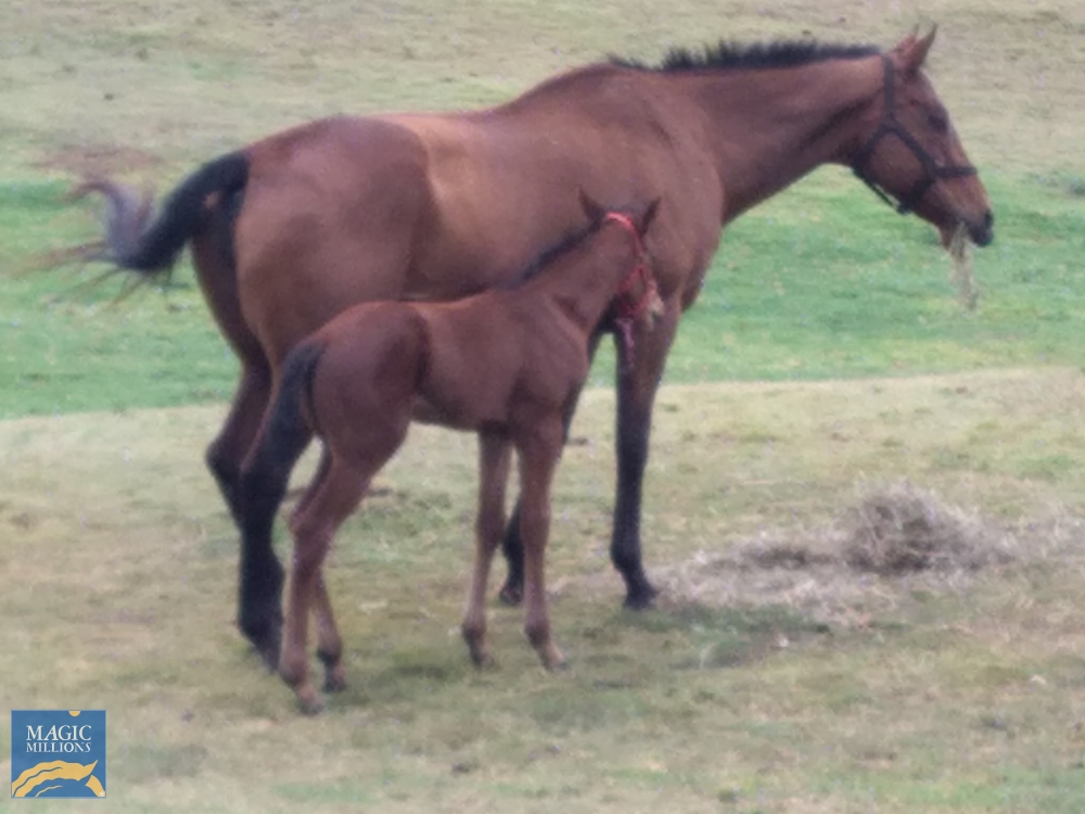 Blazonry (AUS) - Image 1