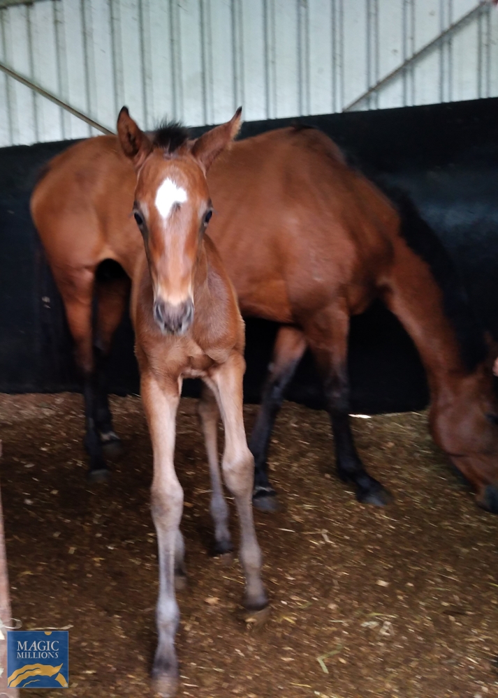 Savasana (AUS) - Image 2