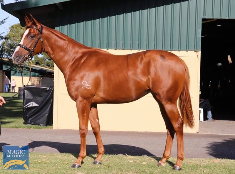 Extreme Choice (AUS) / Lieoftheland (IRE) - photo 1