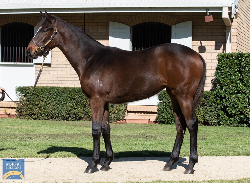 Russian Revolution (AUS) / Fast Hussy (AUS) 2019 Filly - photo 1