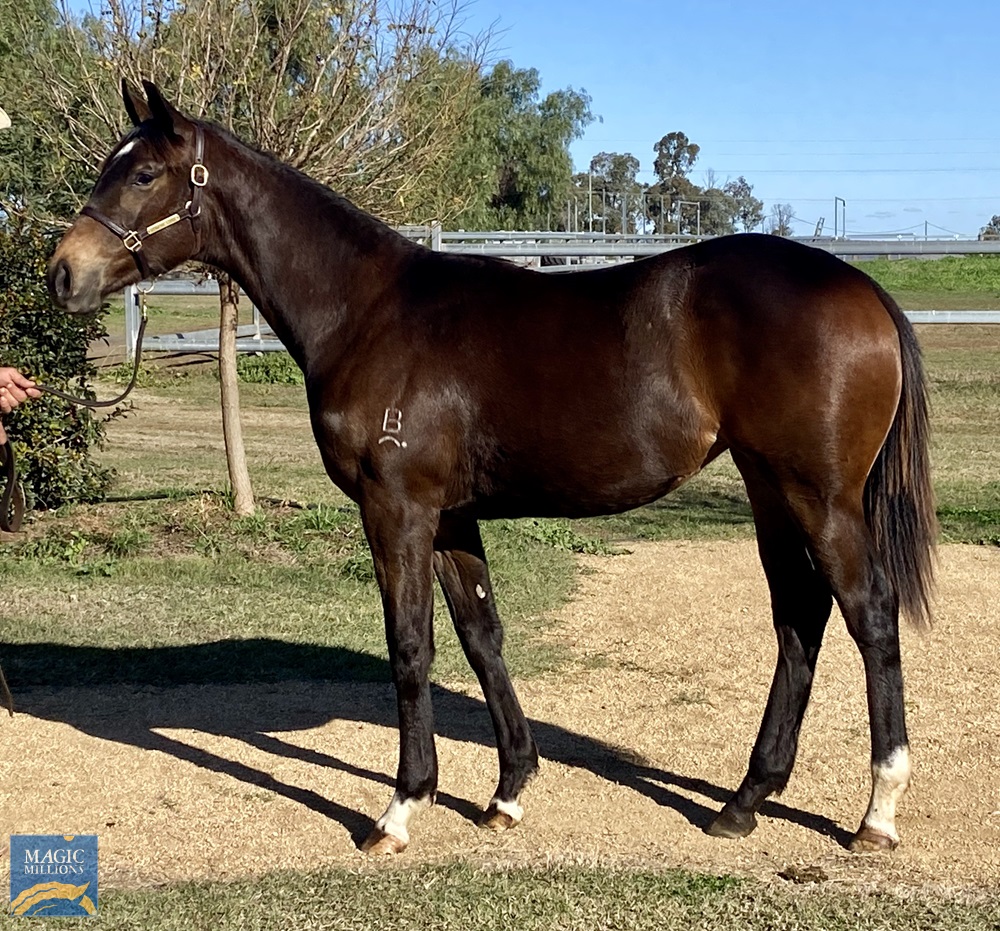 Sooboog (AUS) / Famous Lilly (USA) 2019 Filly - photo 1