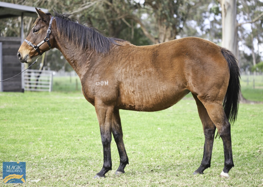 Hazel Hellraiser (AUS) - photo 1