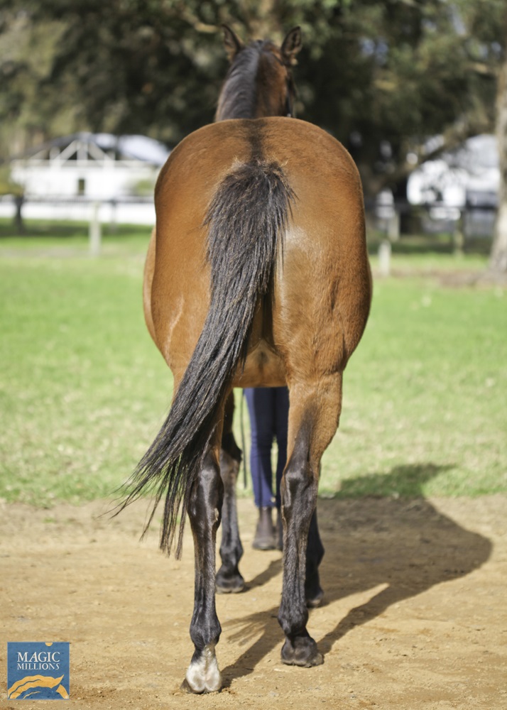 Hazel Hellraiser (AUS) - photo 2