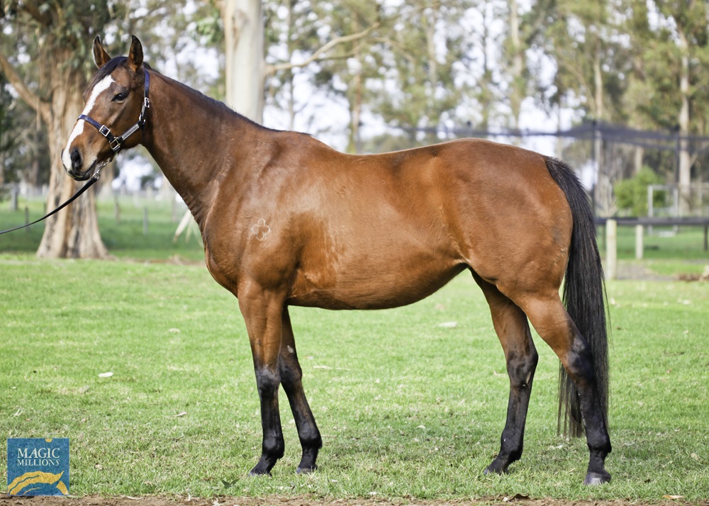 Snitzerella (AUS) - photo 1