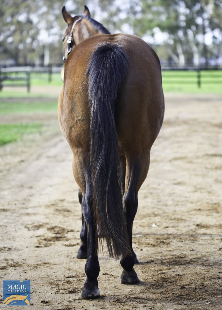 Snitzerella (AUS) - photo 2