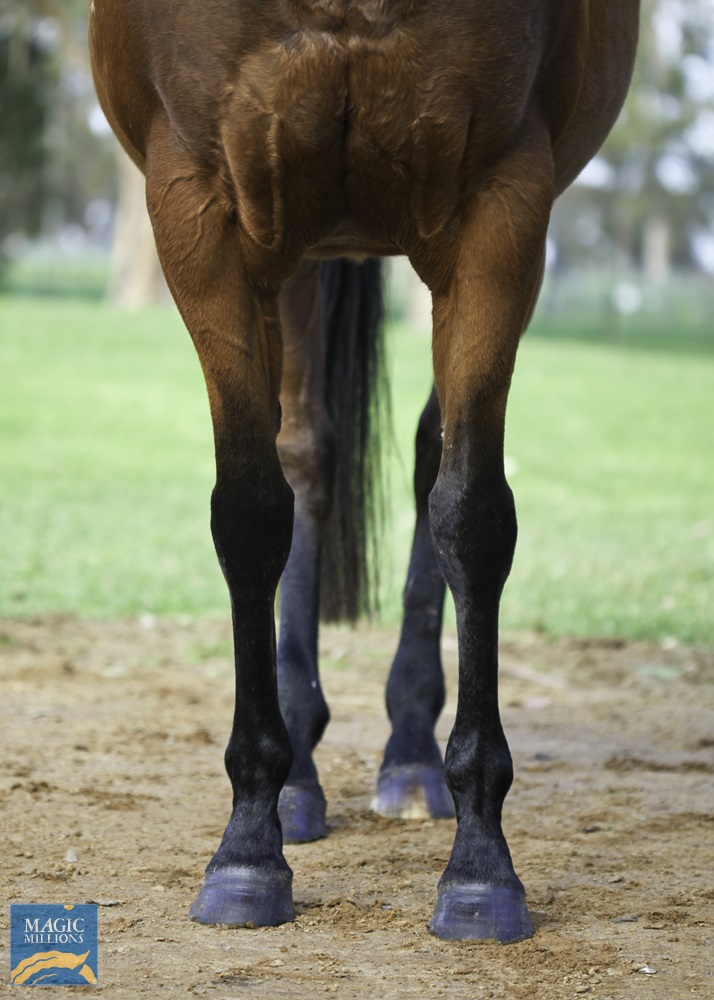 Snitzerella (AUS) - photo 3