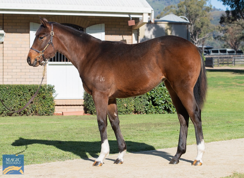 Divine Prophet (AUS) / Shine on Anna (AUS) 2019 Filly - photo 1